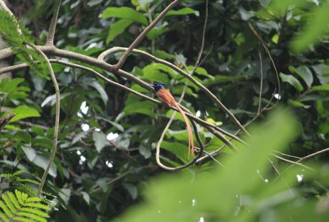 Biodiversity at NTPC Kahalgaon